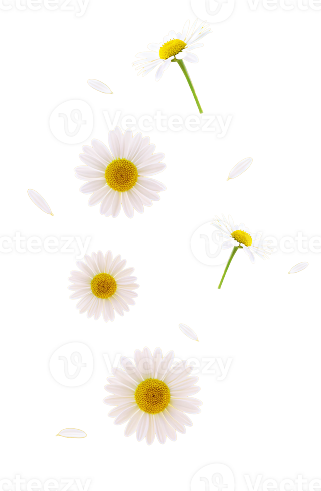 Beautiful daisies with stems and petals floating in the air, symbolizing freshness, spring, and natural beauty, isolated on a transparent background png