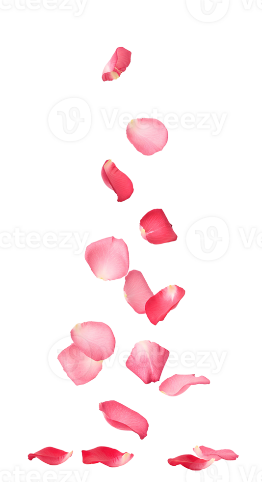 Suspended red and pink rose petals, ideal for creative projects and floral-themed campaigns isolated on transparent background png