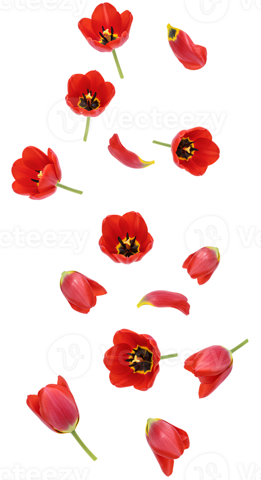 d tulip petals and flowers . Springtime tulip blossoms falling gracefully, symbolizing seasonal change, growth, and fresh beginnings png