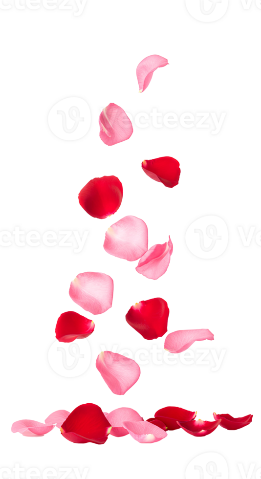Floating colorful rose petals drifting in the air, symbolizing beauty and the delicacy of love isolated on transparent background png
