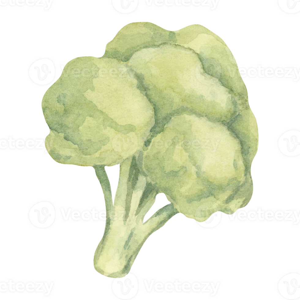 A single broccoli head painted in shades of green with a textured watercolor technique. This vegetable illustration is perfect for health-themed infographics, diet plans, and fresh produce packaging png
