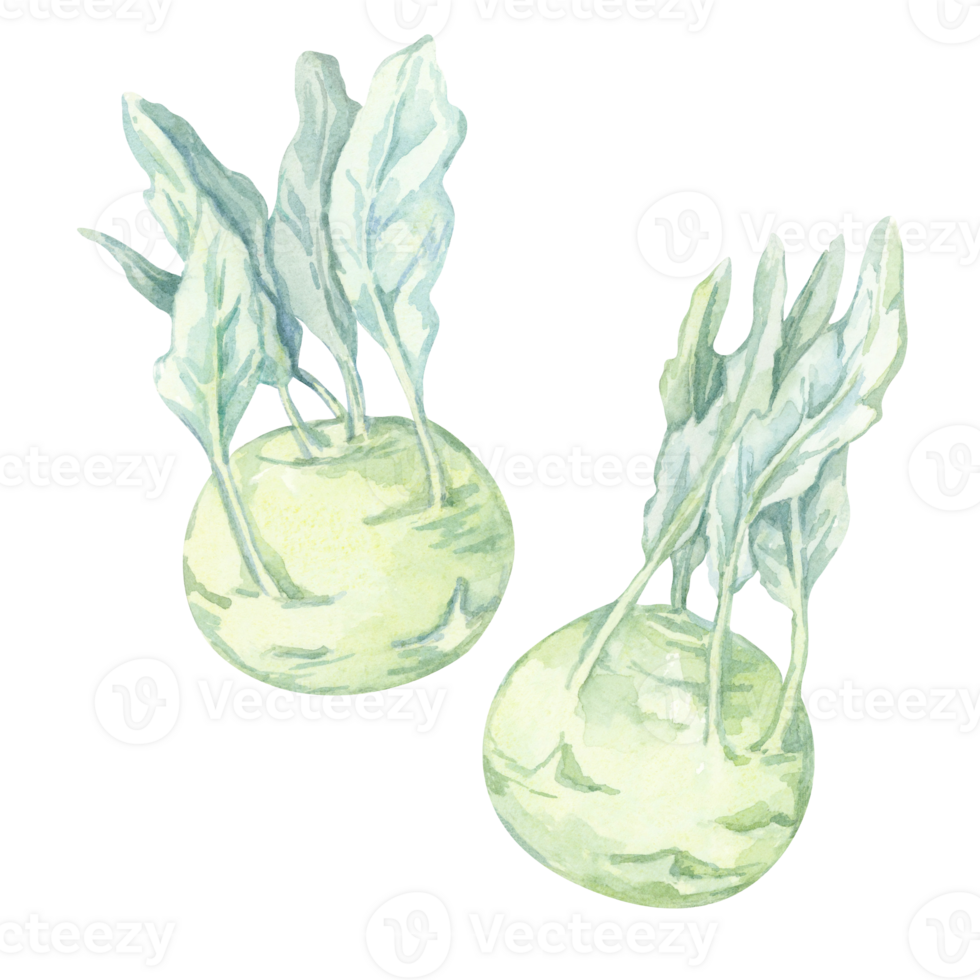 Two watercolor kohlrabi plants with lush foliage and round green bulbs. Hand painted vegetable clipart for garden planners, seeds packets, recipe cards, and eco-friendly packaging designs png