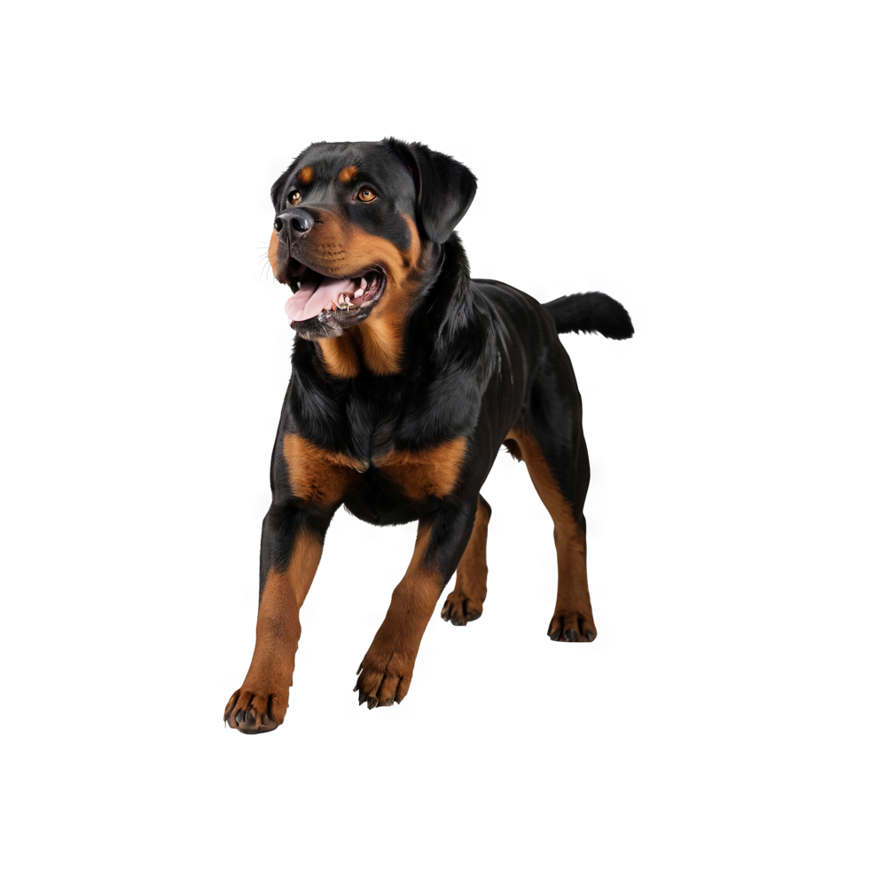 Rottweiler dog running side view png