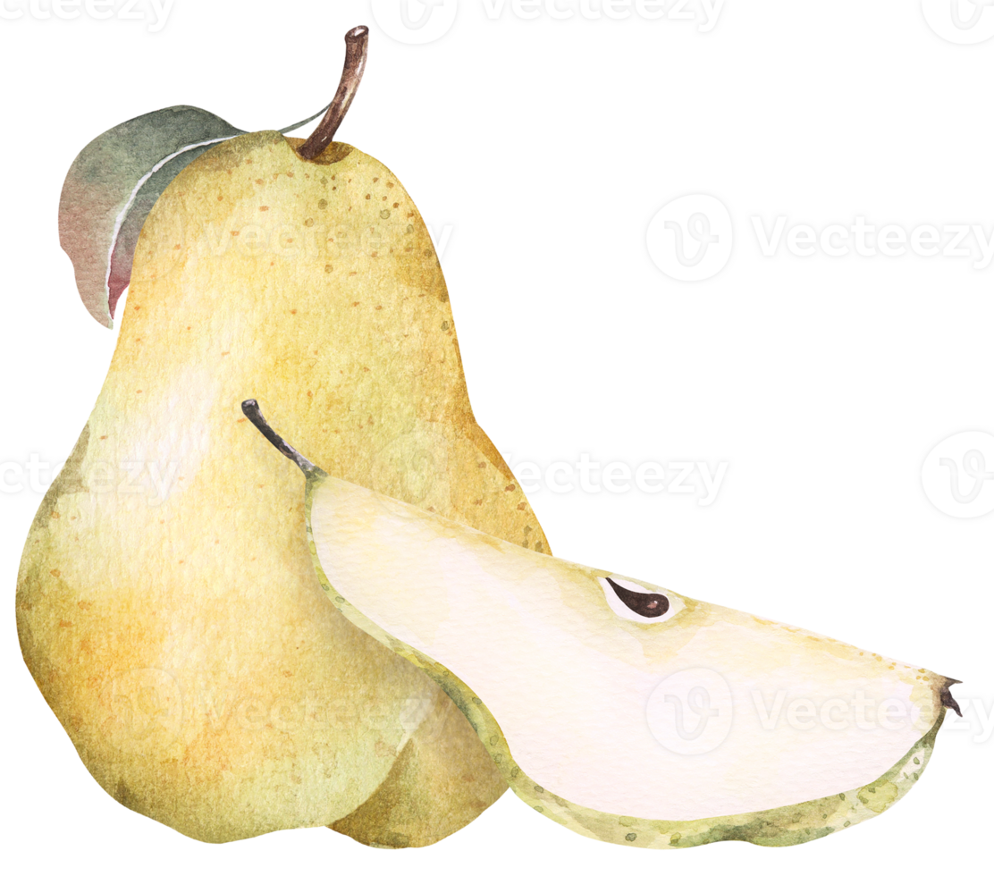 Pear cut in half.Botanical fruit.Hand draw watercolor. png