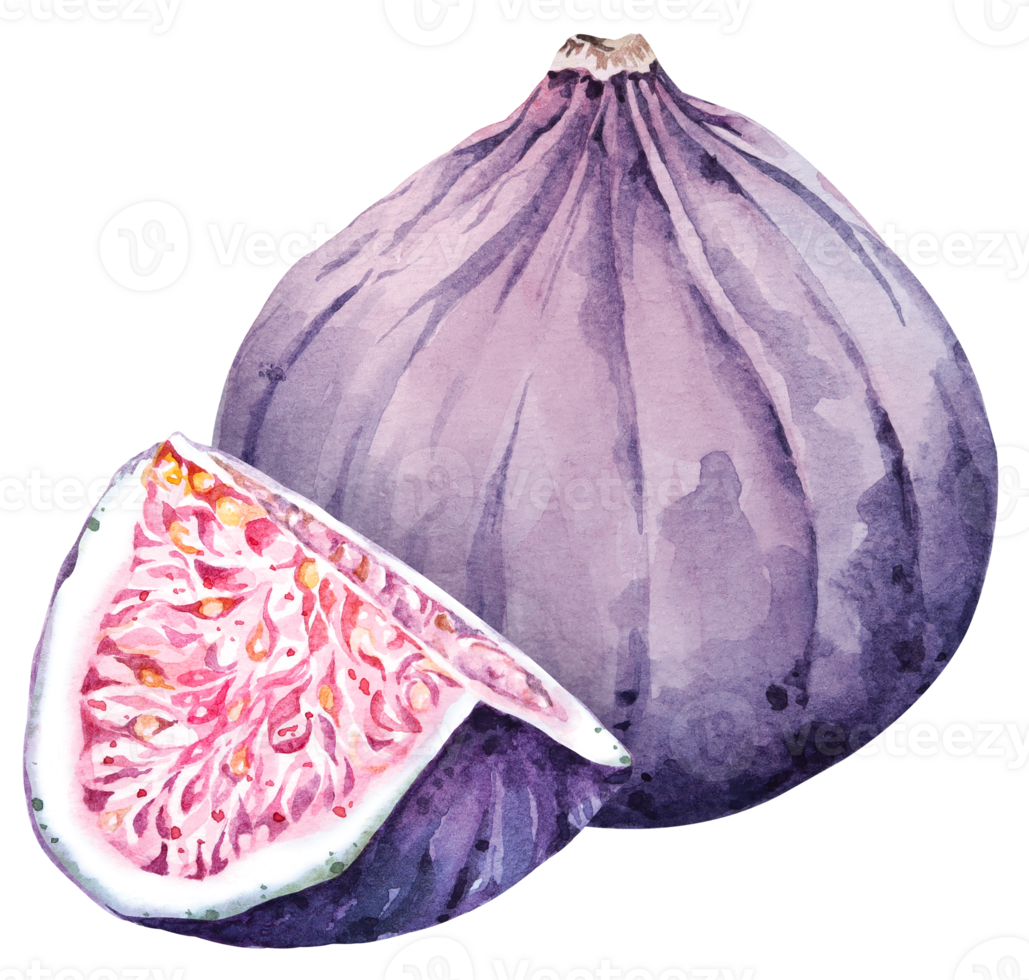 Figs painted with watercolor.Fresh ripe purple fig fruit and slices. png