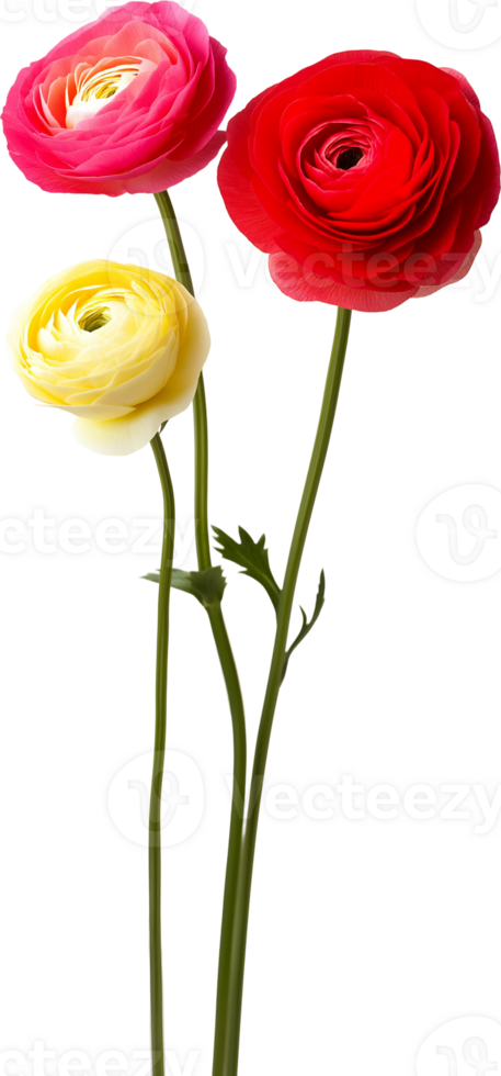 Three red and yellow flowers are in a vase png