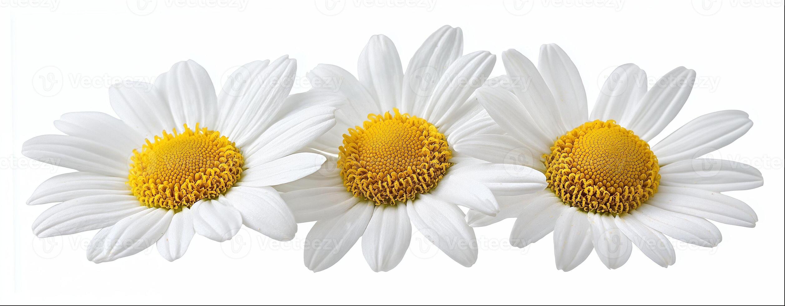 Chamomile isolated on white background, hight detailed upscaled image photo