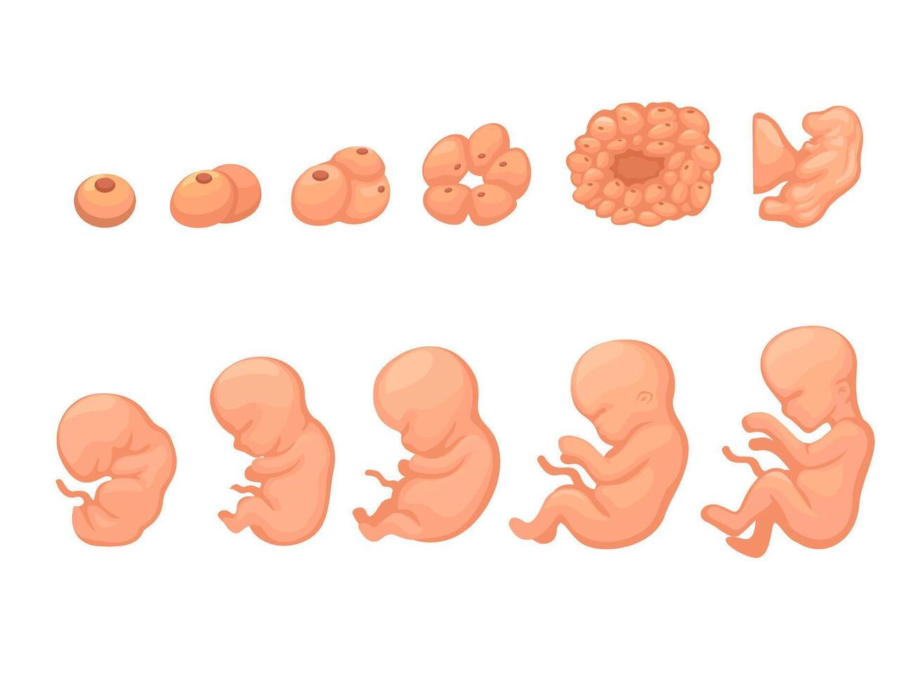 The Development of The Embryo. Stages of pregnancy Cartoon Illustration vector