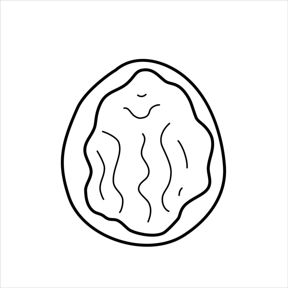 Illustration of a half of a walnut in the shell. vector