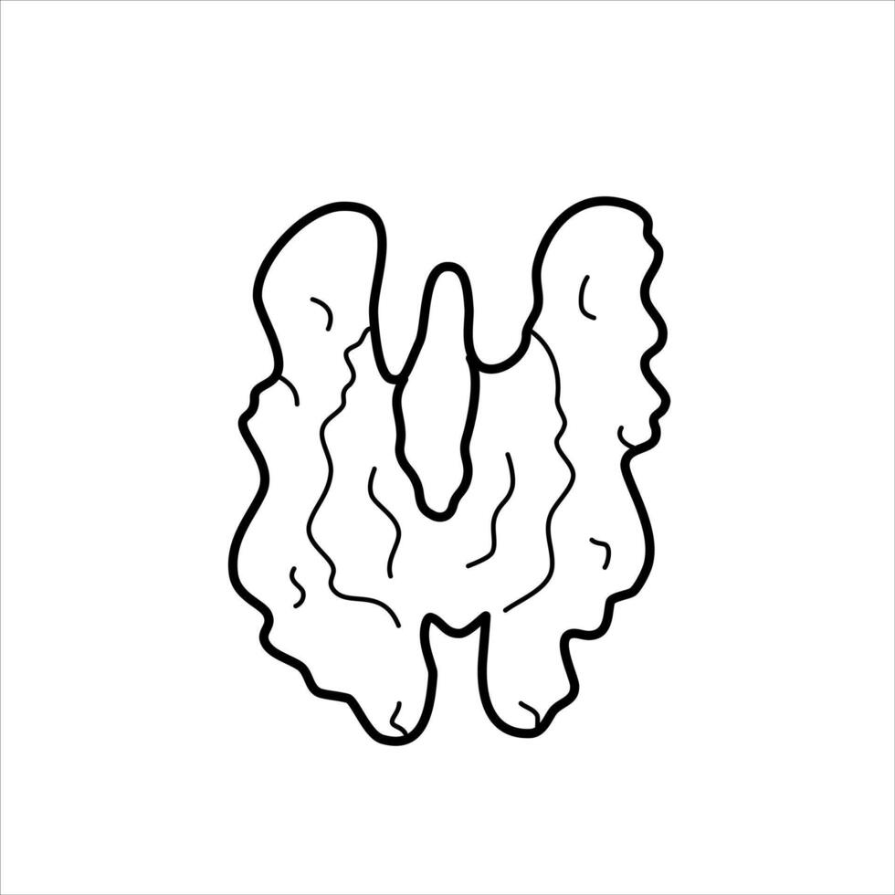 Line illustration of a half of a walnut. vector