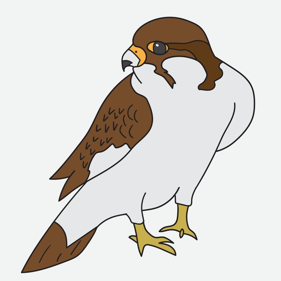 Illustration of a falcon with brown and white feathers vector