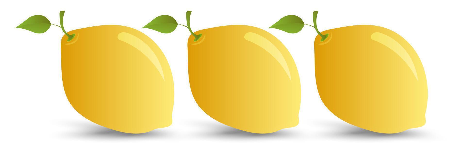 Set of three yellow fresh lemons fruit with green leaf, a fresh juicy lemon and refreshing citrus appeal. and illustration vector