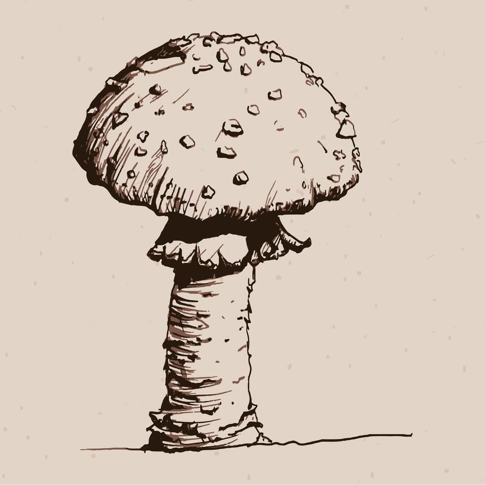 Mushroom vintage line sketch vector