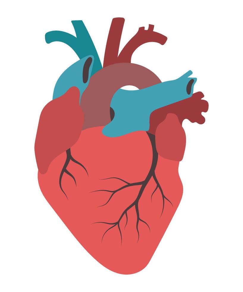 Real human heart. Colorful isolated illustration for medical infographic, poster, card, background vector