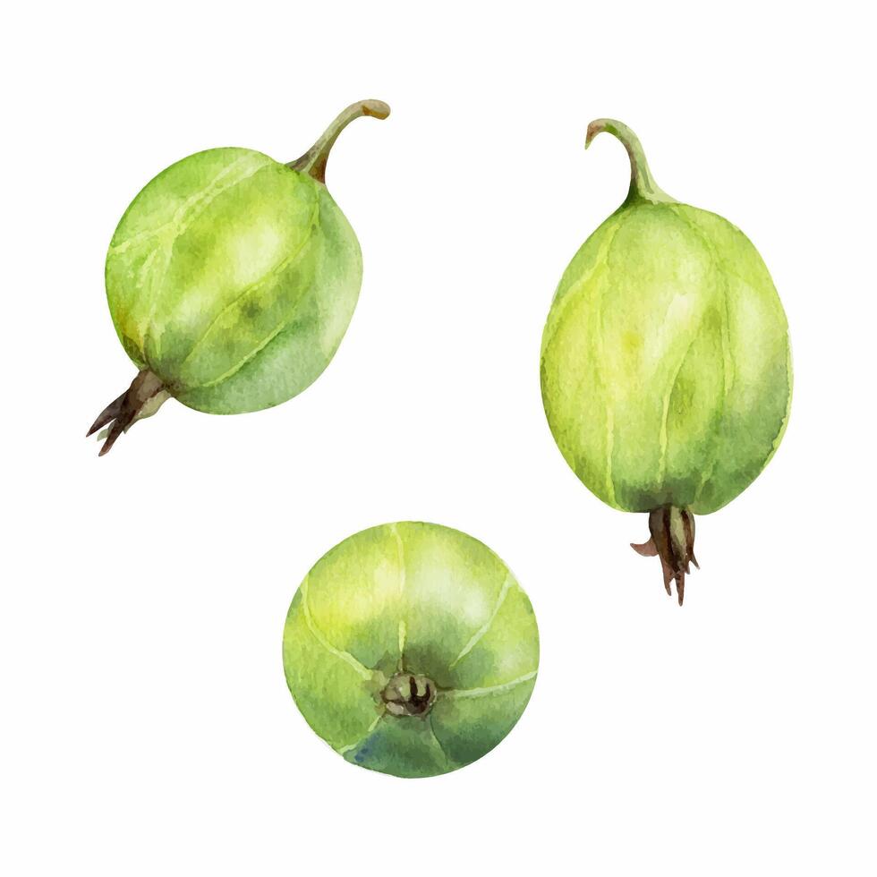 Gooseberry Currant fruit hand drawn in watercolor, garden berry huckleberry jostaberry juneberry casseille. Botanical isolated closeup realistic illustration. Cafe menu, farmers market, organic food vector