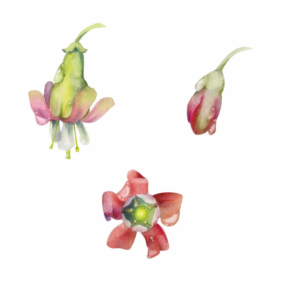 Gooseberry flower bud on stalk stem in water dew drops, fuchsia wildflower. Botanical illustration hand drawn in watercolor. Isolated single elements. Scrapbooking, wedding, florist shop, decoupage vector