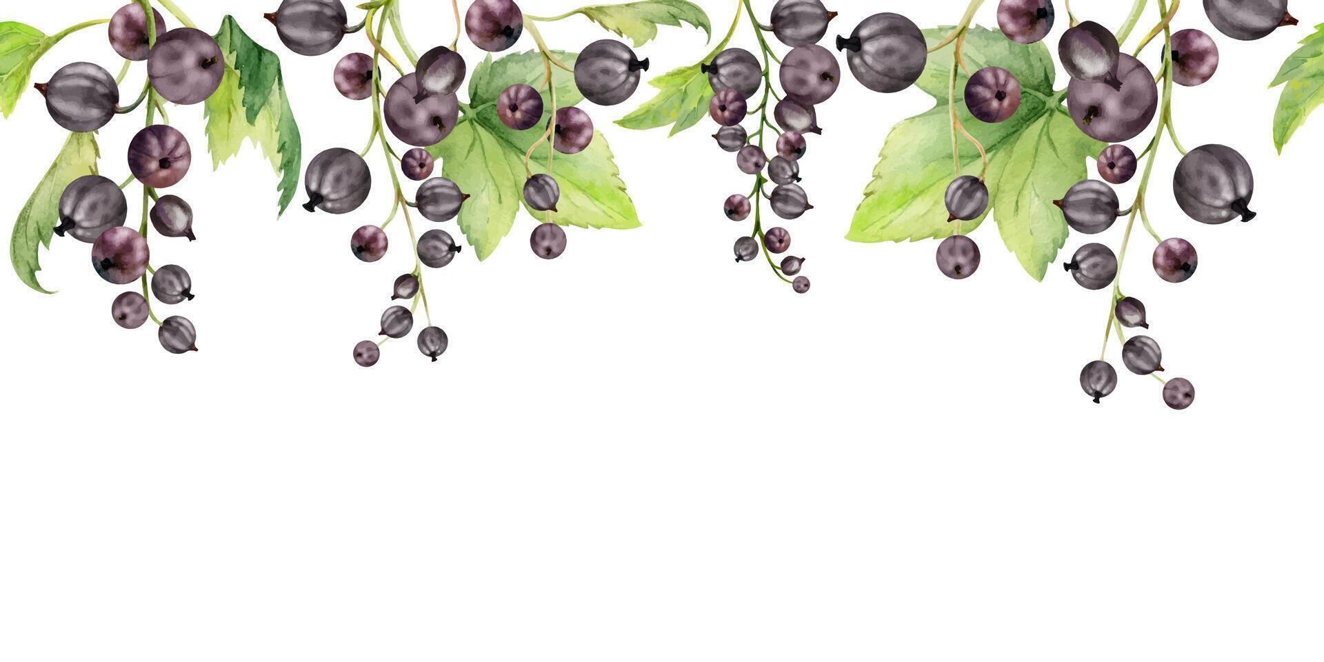 Currant gooseberry with green leaves on branch, hand drawn in watercolor, ripe garden berry juneberry casseille jostaberry cluster group. Isolated seamless banner border for craft menu, farmers market vector