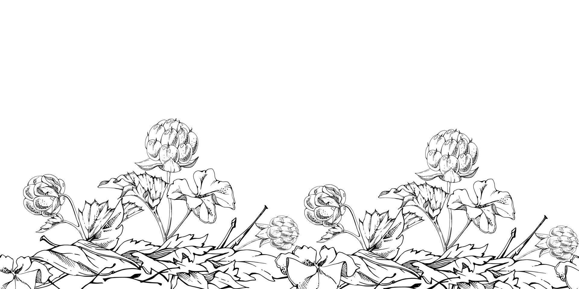 Cloudberry raspberry with autumn leaves, hand drawn ink, forest berry in group clusters on stems. Seamless banner garland illustration, for restaurant, cafe menu, wedding, farmers market vector