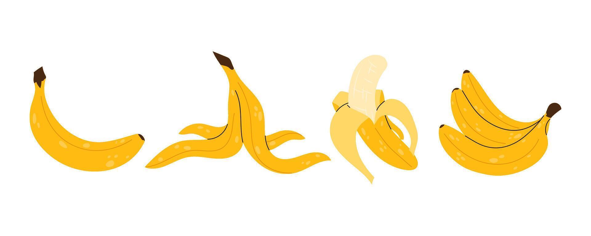 Bananas. Tropical fruit. Banana peel. Set illustrations ripe bananas on white background. vector
