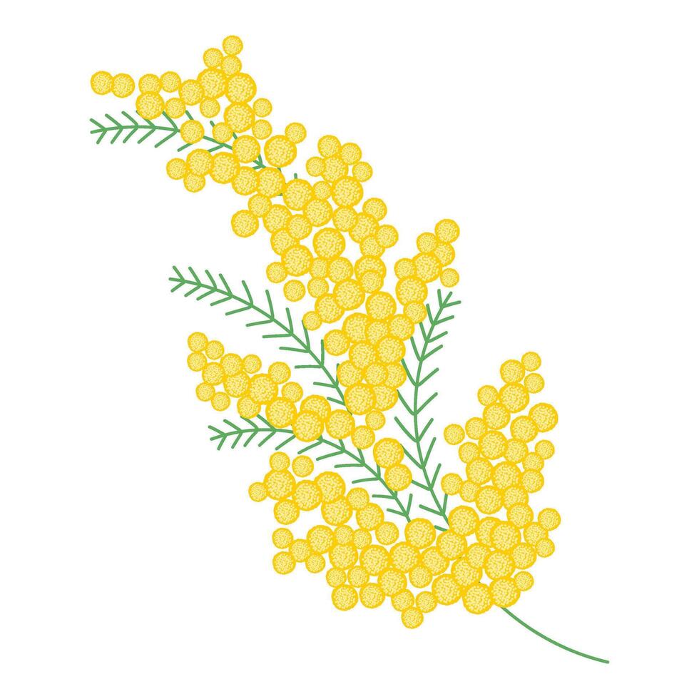 Spring yellow mimosa branche with blooming flower. Delicate floral composition vector