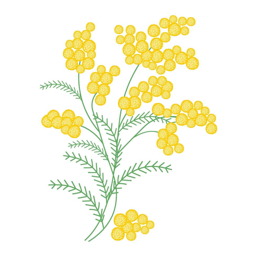 Spring mimosa branches with blooming flowers. Delicate composition vector