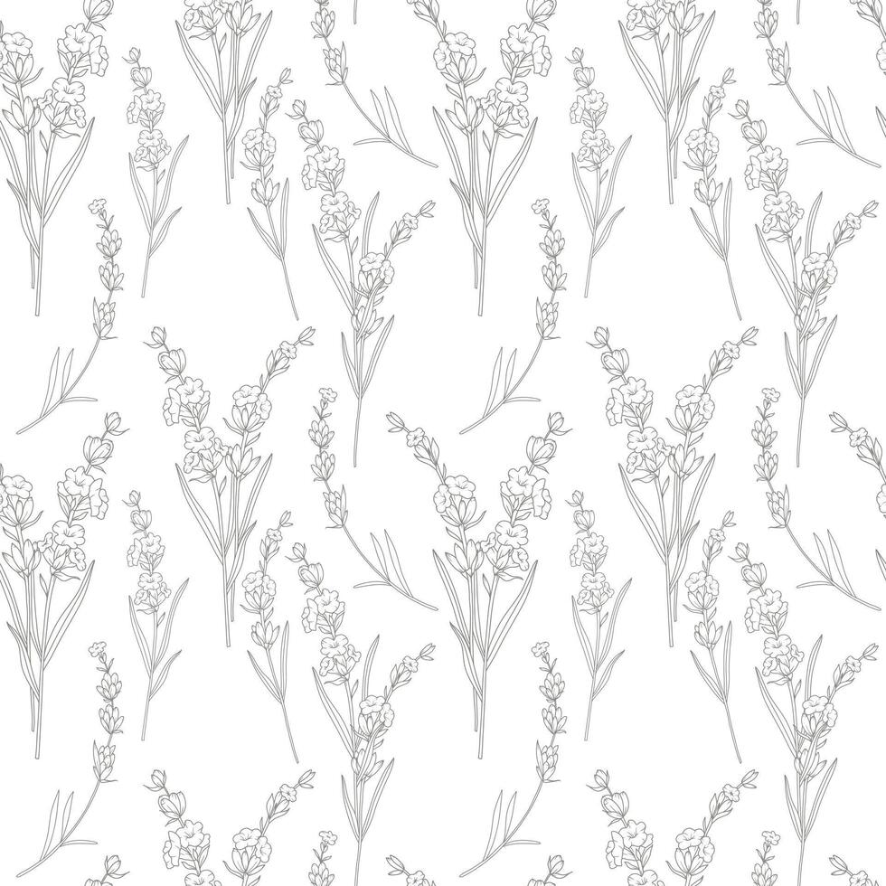 Botanical Floral seamless pattern with Lavender. Lavender background. Eco background. Lavender hand drawn line art design. Elegant seamless background minimalist style vector