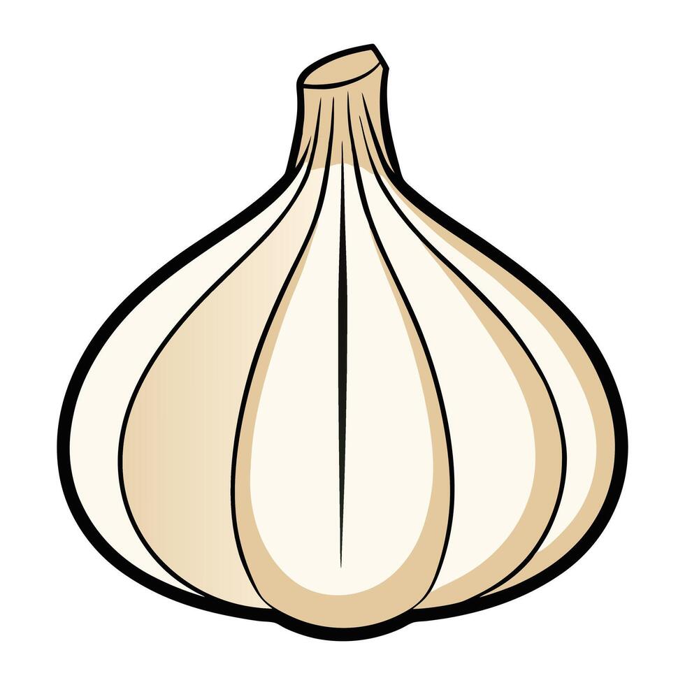 a garlic bulb on a white background illustration. vector