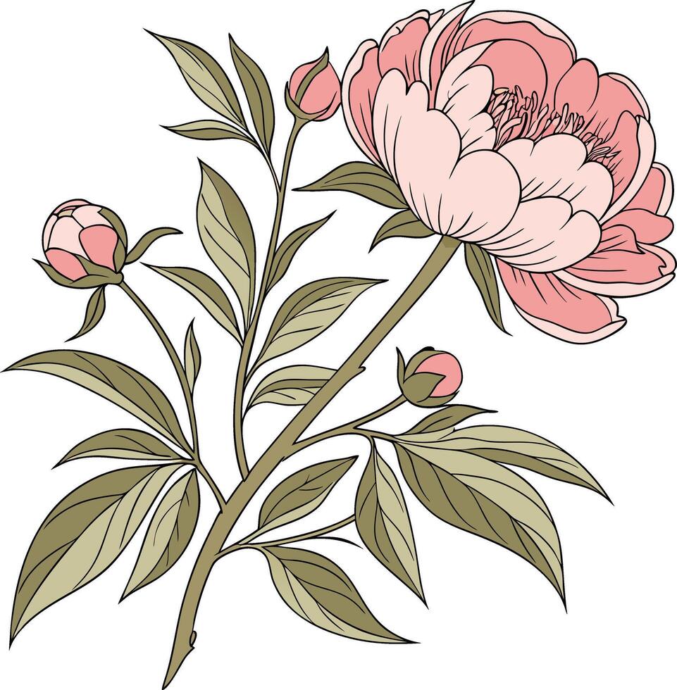 A pink peony flower with leaves and buds vector