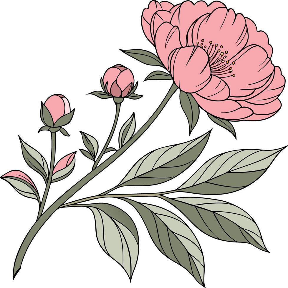 A pink flower with leaves and buds vector