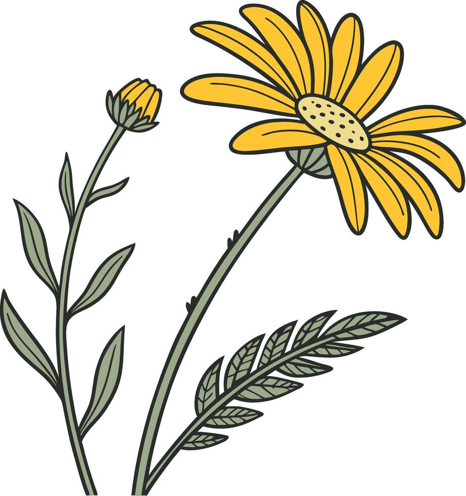 A yellow daisy with leaves and flowers vector