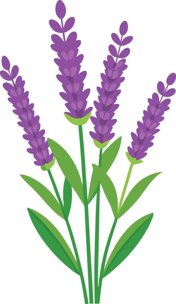 Lavender flowers clipart vector