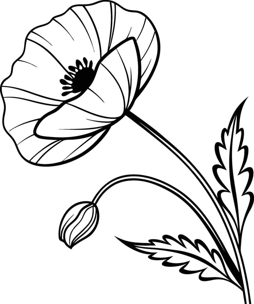 Poppy flower coloring pages vector