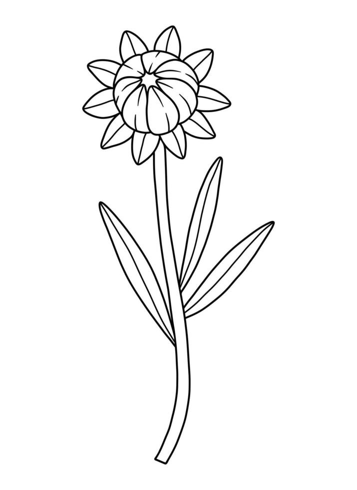 Closed wildflower bud with sepals, line art style. Blooming wild plant coreopsis, meadow flower. Botanical elements for design projects, ink outline. Detailed floral, black contour vector