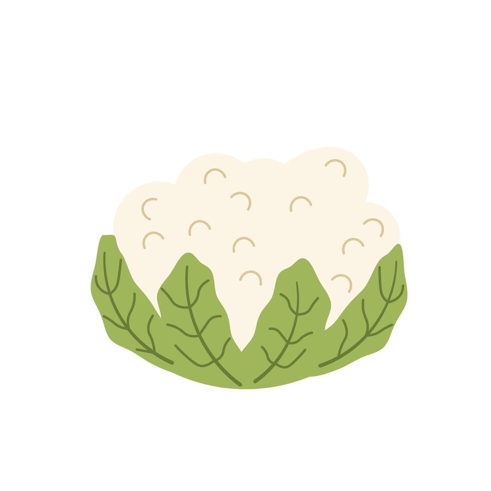 Flat style illustration of cauliflower, ideal for healthy eating, cooking projects, and vegetable-inspired designs. vector