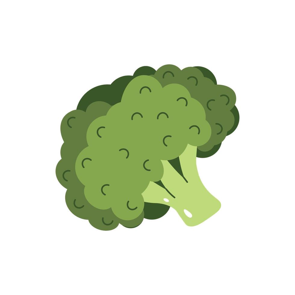 Flat style illustration of broccoli, ideal for healthy eating, cooking projects, and vegetable-inspired designs. vector