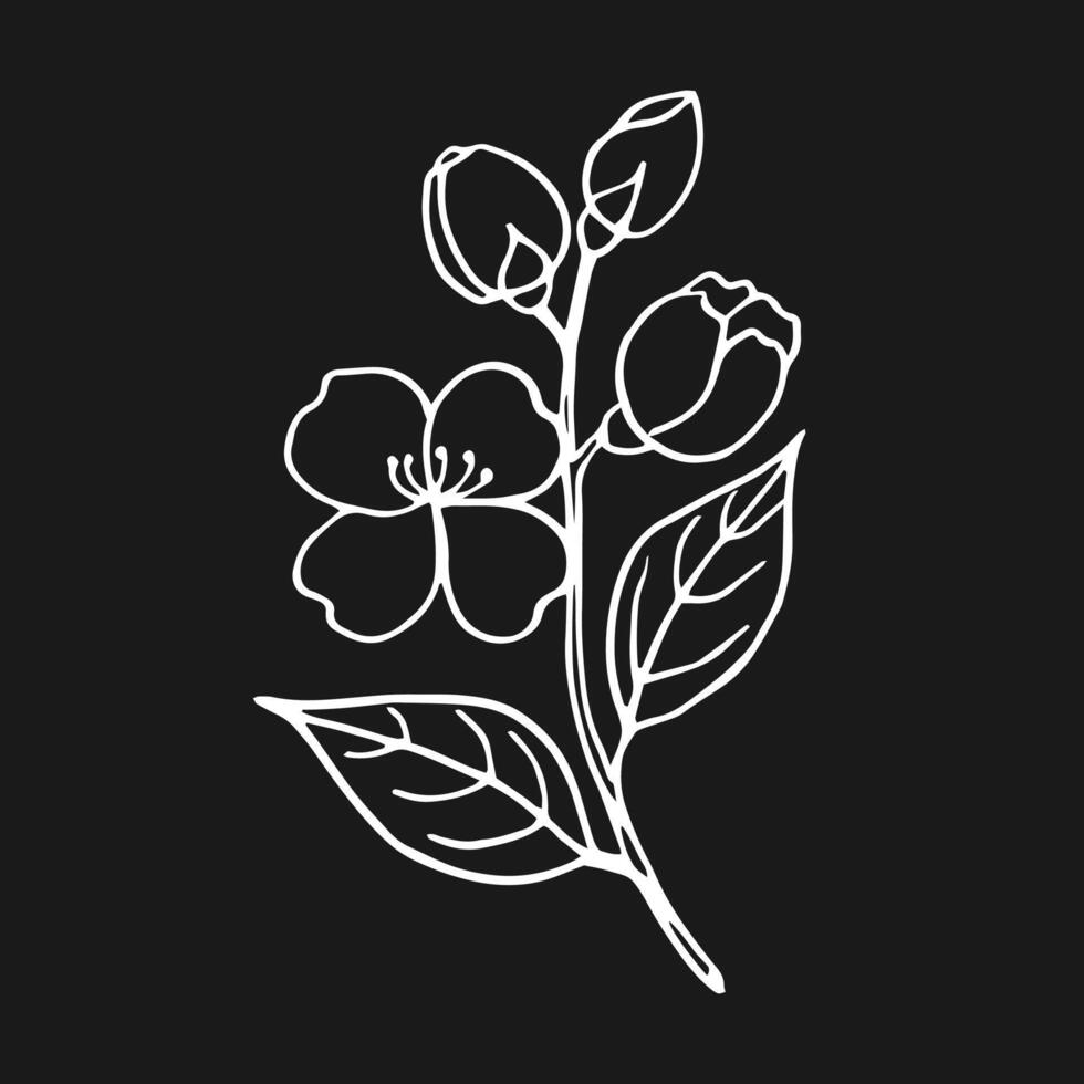 Flower of jasmine. Hand drawn illustration in outline style vector