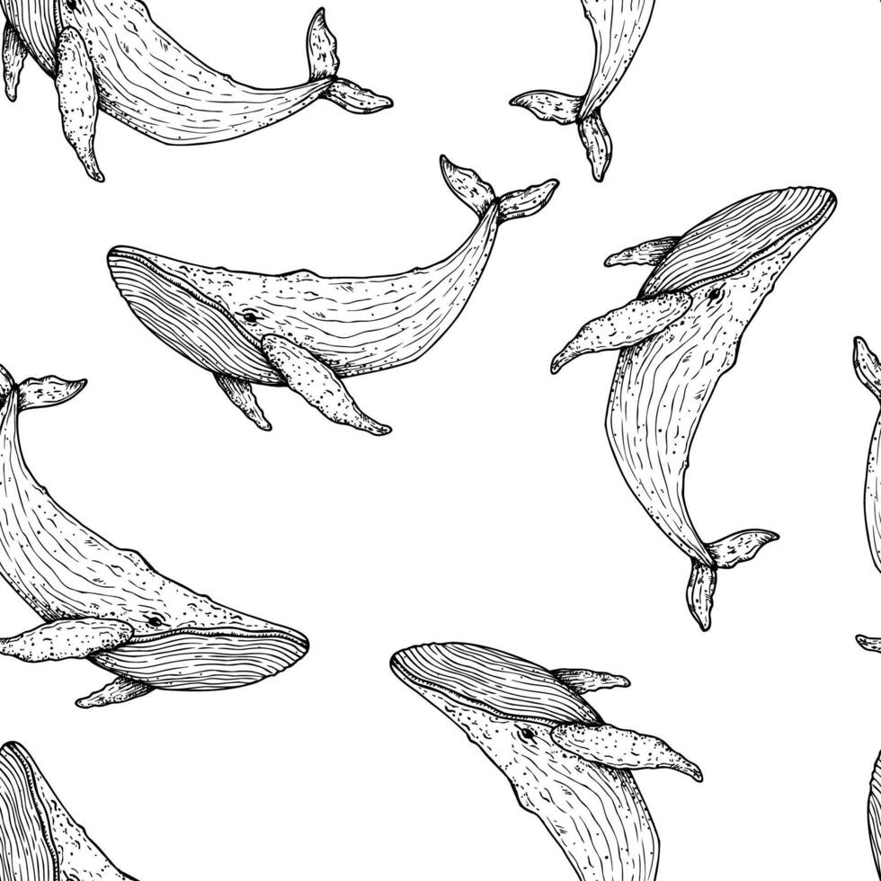 Seamless pattern with Big whale. Hand painted marine animal. Graphic tropical clip art isolated on background. Underwater illustration. For designers, invitations, decoration, postcards, wrapping vector