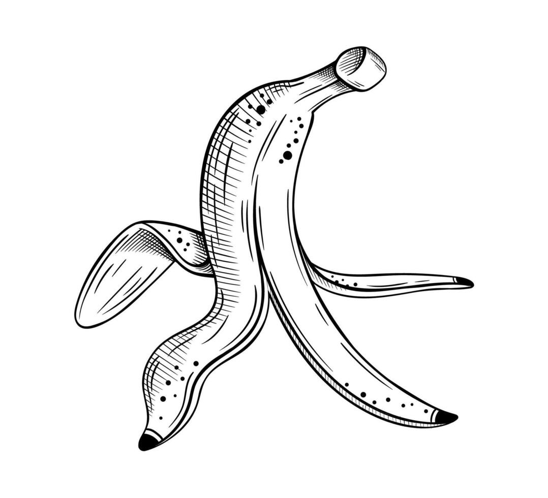 Hand drawn banana sketch isolated on white background vector