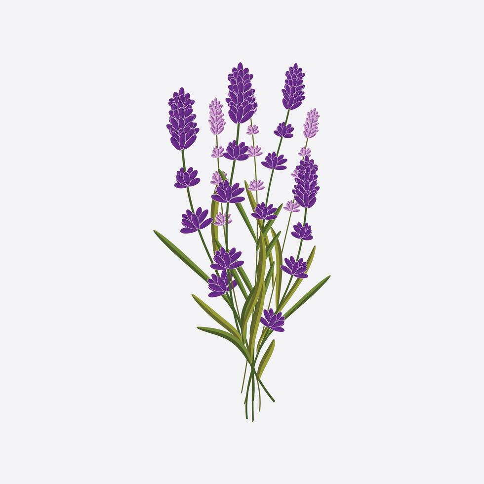 Isolated lavender flower bunch on a subtle backdrop, ideal for Mothers Day themes vector