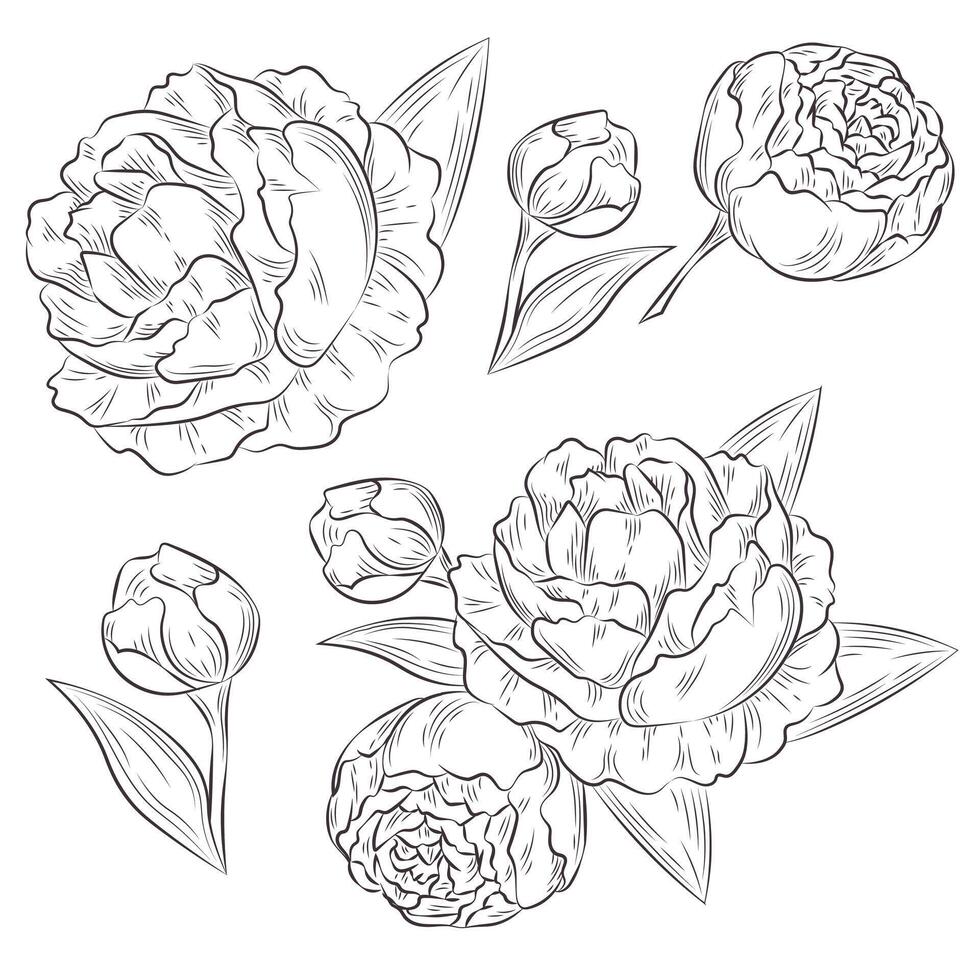 peony set line isolated vector