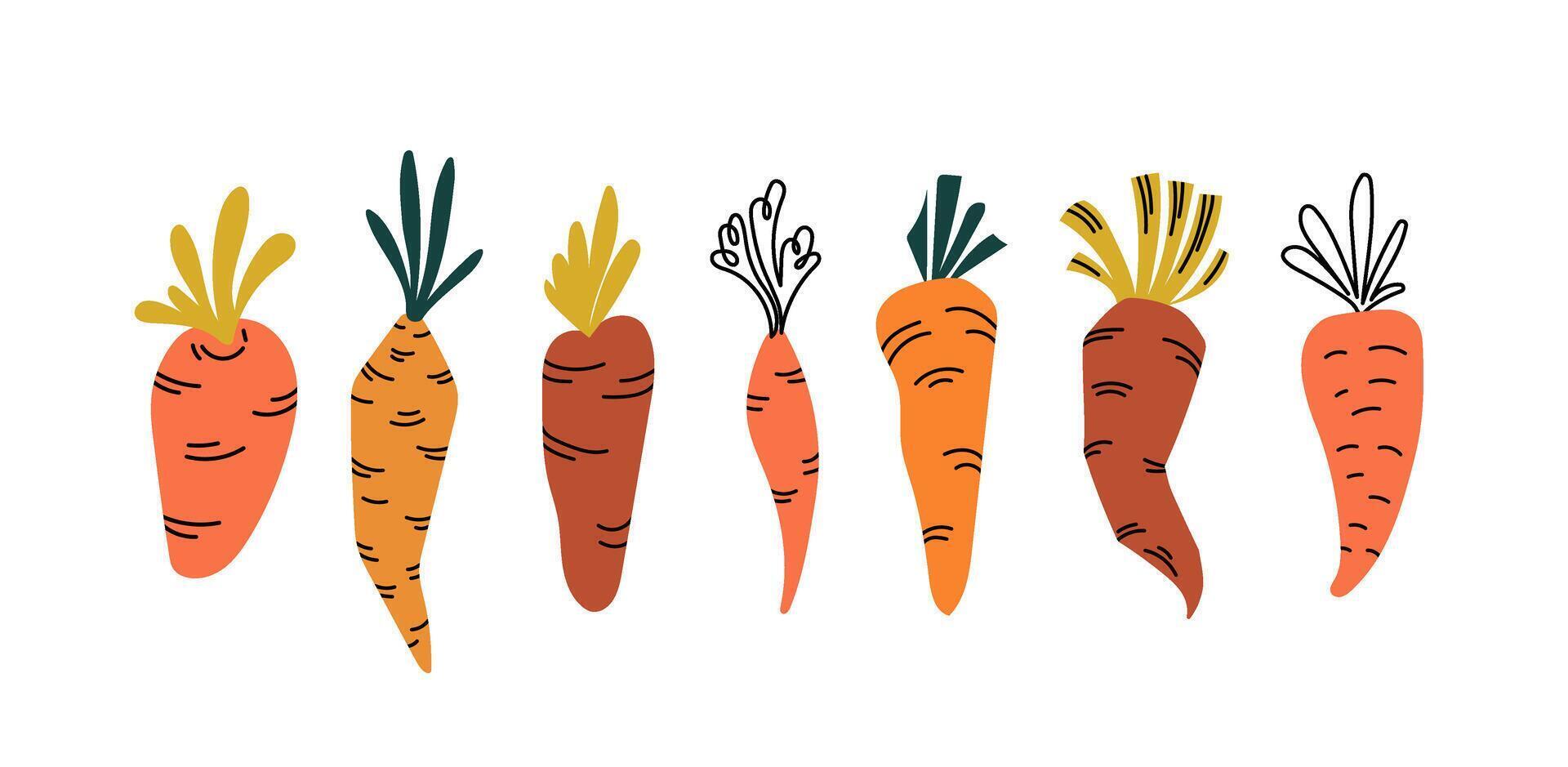 Spring various Carrot illustration set. Home vegetable garden icon. Hand drawn farm products and crops. for Harvest festival, restaurant menu. flat illustration. vector