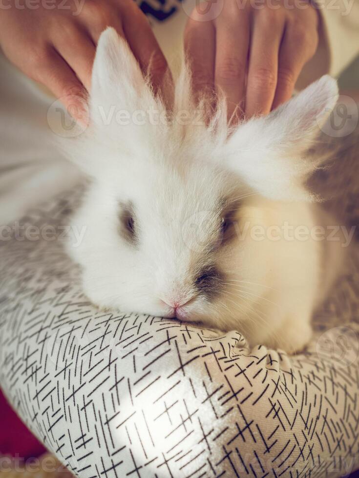 Unrecognizable person caressing white rabbit photo