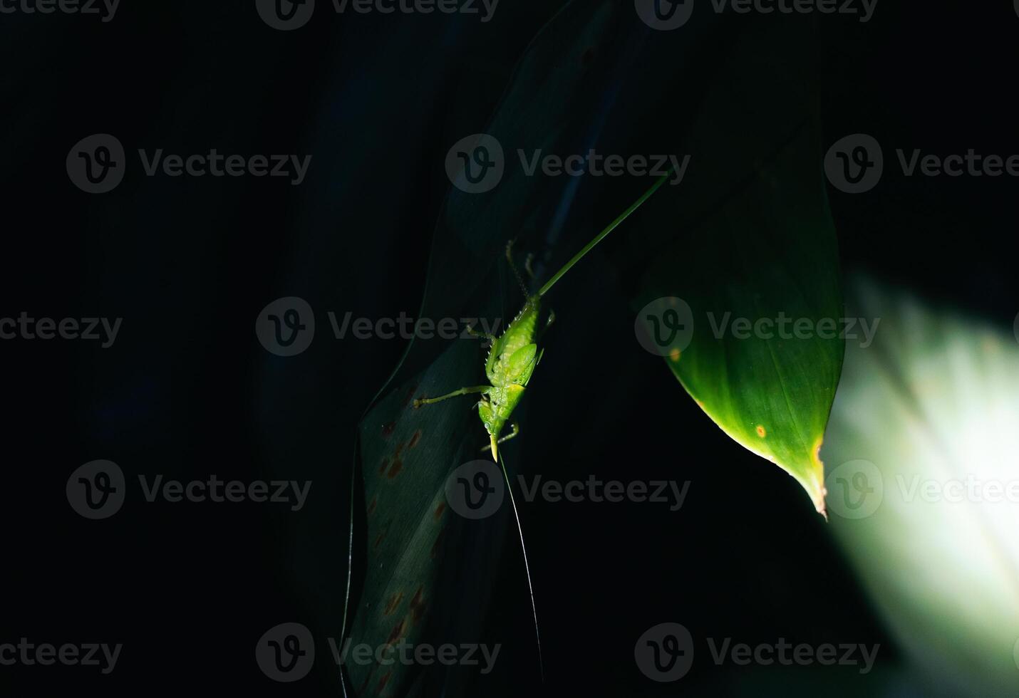 Night photo of a rhinoceros grasshopper perched on a leaf