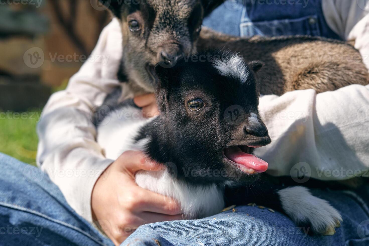 Anonymous person caressing adorable little goats on lawn in farm photo