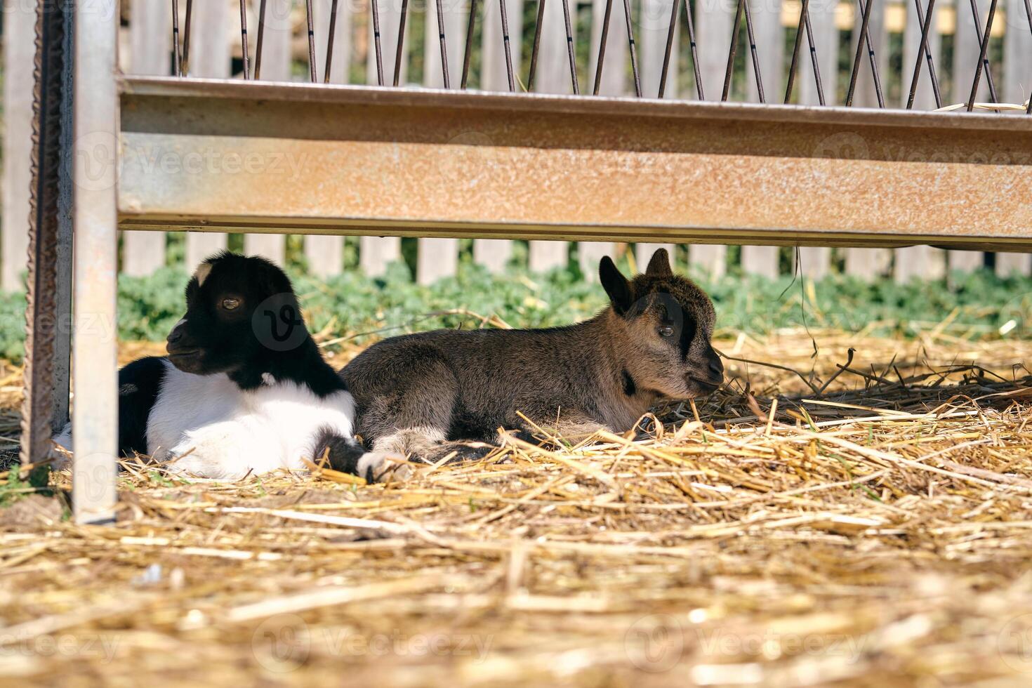 Baby goats resting on faded grass in farmyard photo