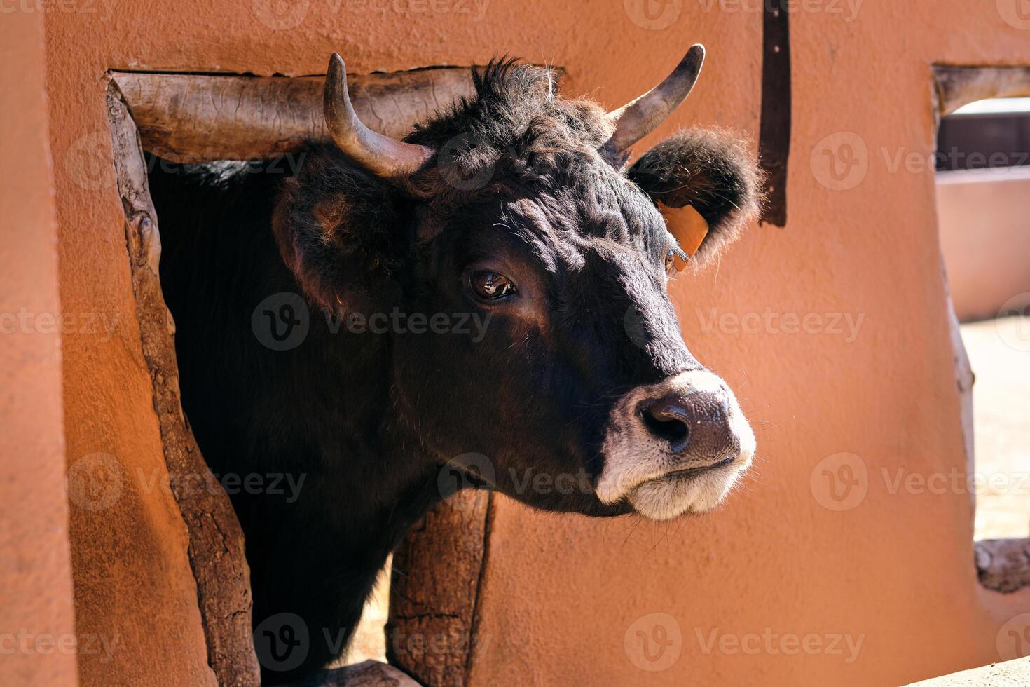 Bull standing in enclosure in ranch on sunny day photo