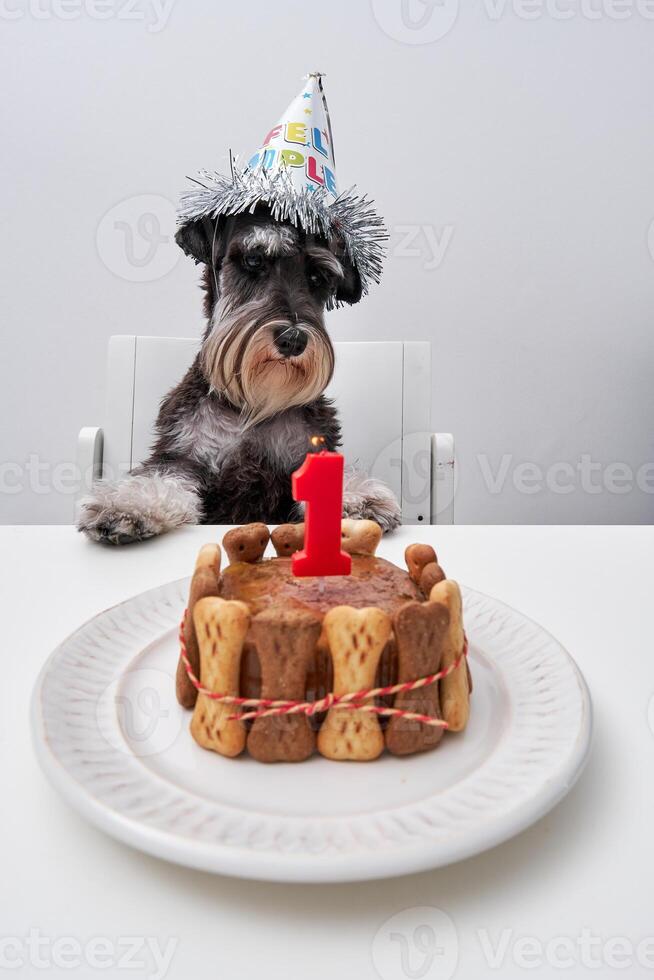 Cute purebred dog sitting at table with cake photo