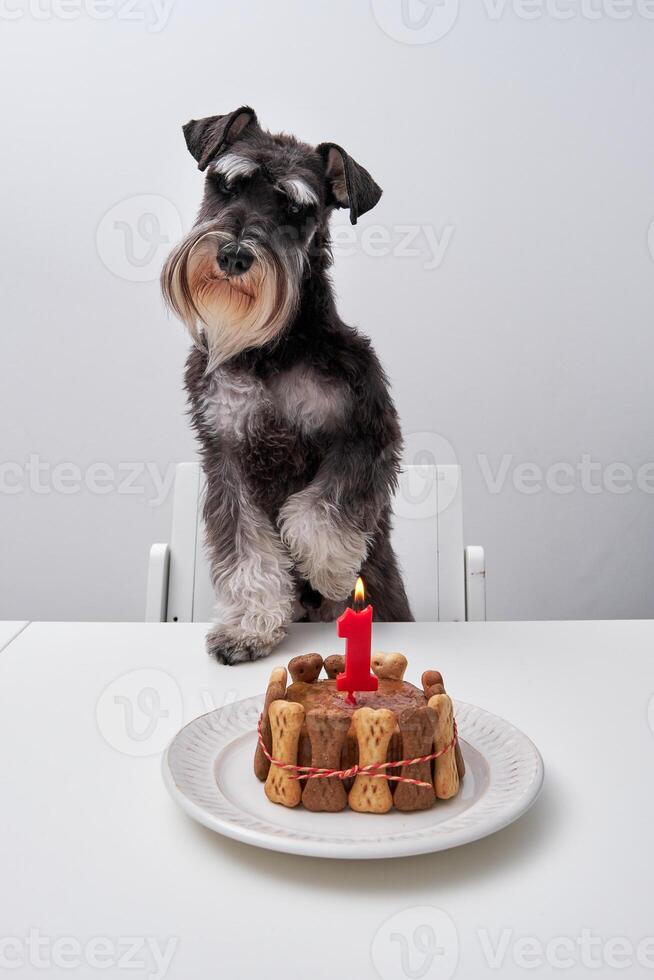 Cute purebred dog with birthday cake at table photo