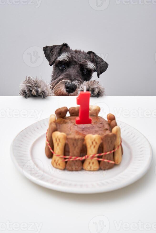 Cute salt and pepper dog with cake photo