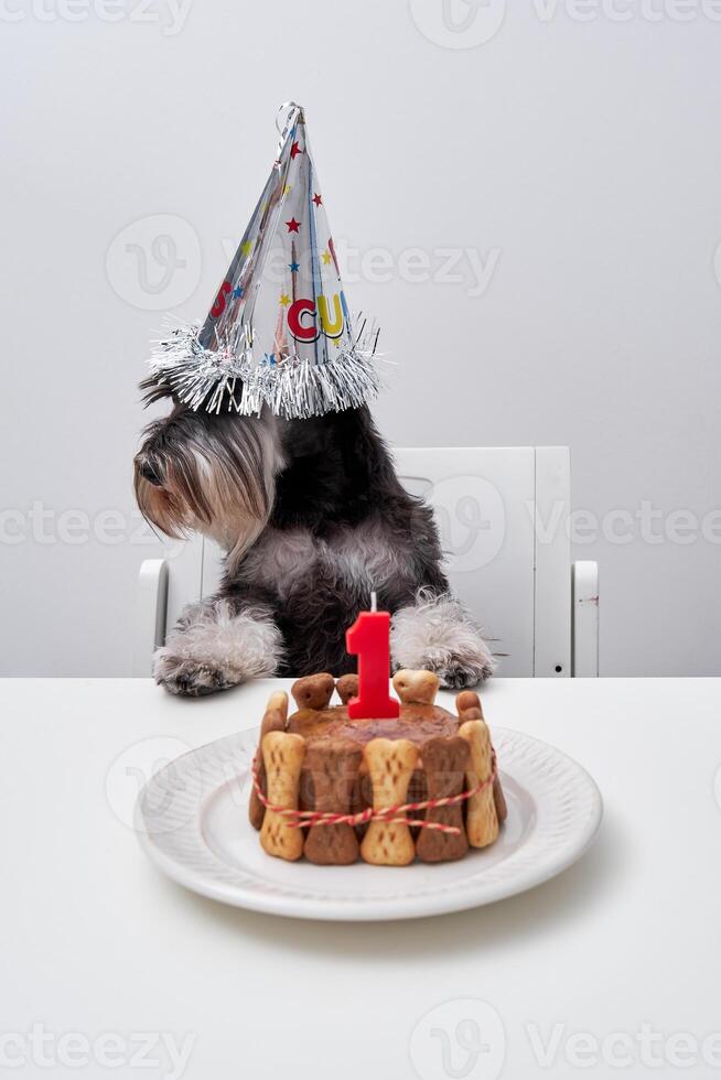 Cute purebred dog with cake sitting and waiting for celebration photo